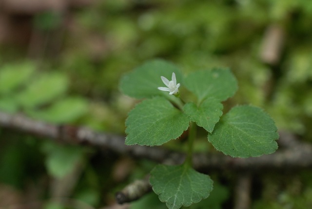 湯ノ沢峠の花たち17　タニギキョウ　_c0027027_1235598.jpg