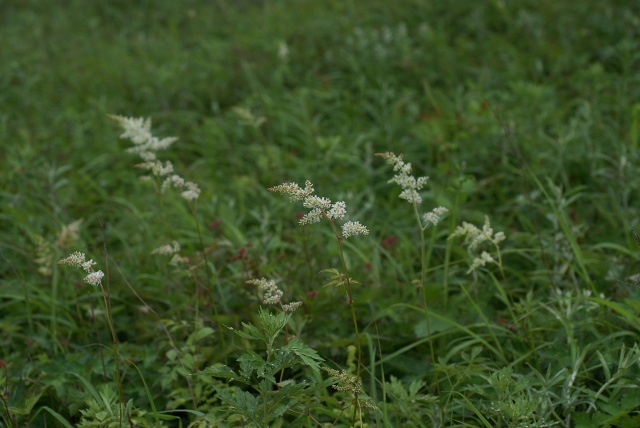 湯ノ沢峠の花たち18　ハナチダケサシ　　_c0027027_129185.jpg