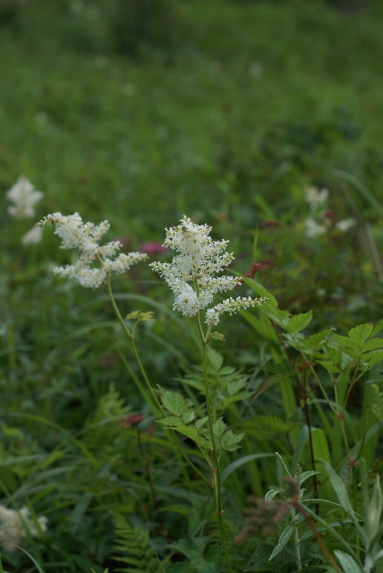 湯ノ沢峠の花たち18 ハナチダケサシ _c0027027_129276.jpg