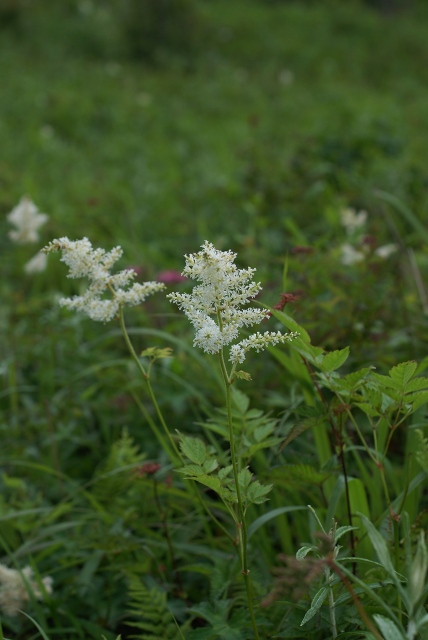 湯ノ沢峠の花たち18　ハナチダケサシ　　_c0027027_129276.jpg