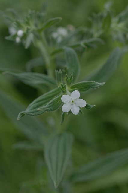 湯ノ沢峠の花たち19 ムラサキ _c0027027_133628.jpg