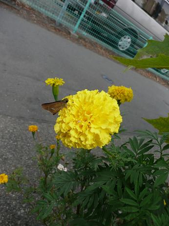 a0050728_23241269.jpg
