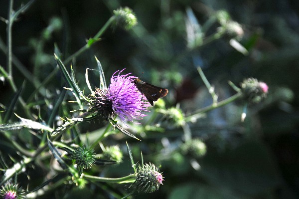 ノハラアザミの花♪_a0088339_10504131.jpg