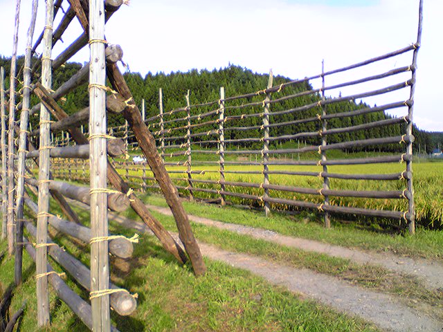 「稲刈」直前_f0081443_22475876.jpg