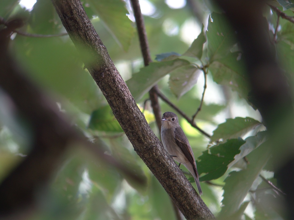 公園の秋の渡りは？_d0031745_16543190.jpg