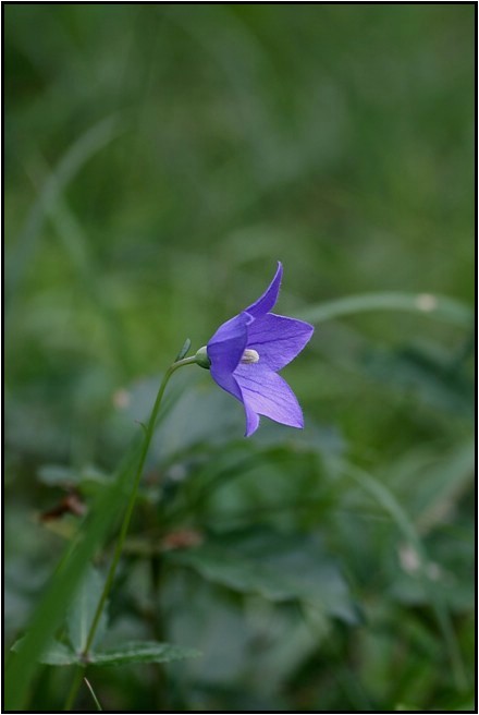 山麓に咲いていた花　　　　　　　2009.9.16_e0091347_23311549.jpg