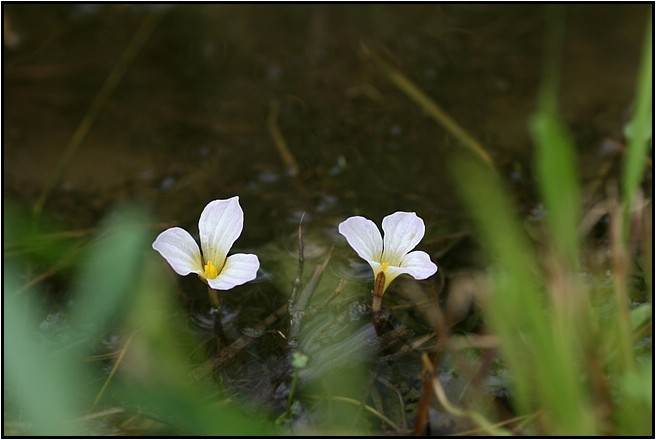 山麓に咲いていた花　　　　　　　2009.9.16_e0091347_23411584.jpg