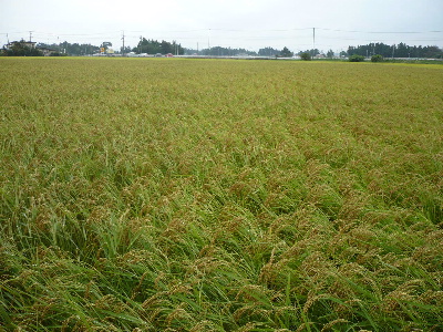庄屋さんの酒蔵 『寒梅酒造』_f0193752_20214496.jpg