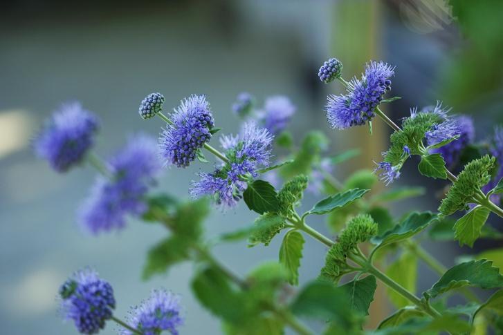 花が少ない時期、貴重な花_a0140000_1732493.jpg