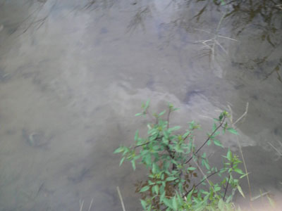 f0082402_1350714.jpg