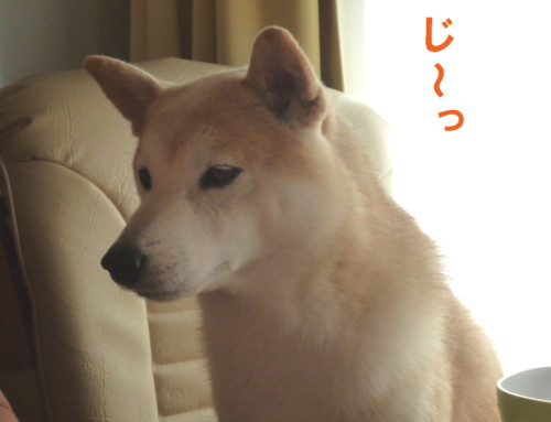 e0131506_23103543.jpg