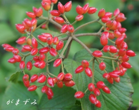 c0073015_2332582.jpg