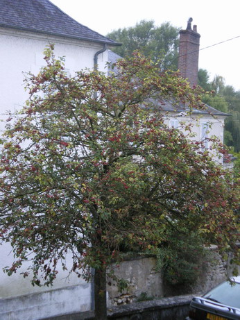 c0124619_16125476.jpg