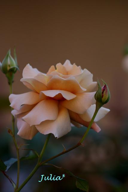 f0170524_1415832.jpg