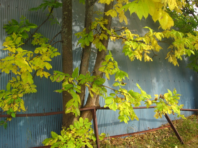 廃屋_c0102228_1815488.jpg