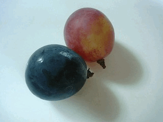 d0048332_234446.gif