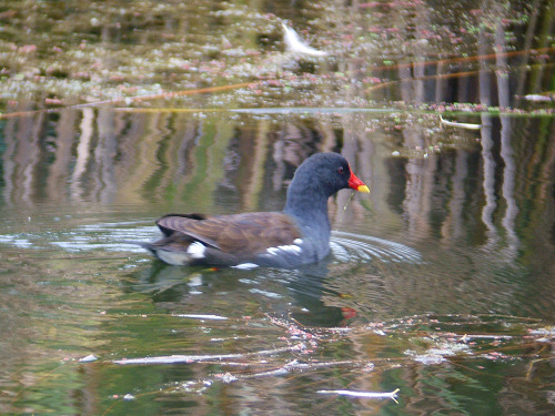 舎人公園のバン_e0089232_44428.jpg
