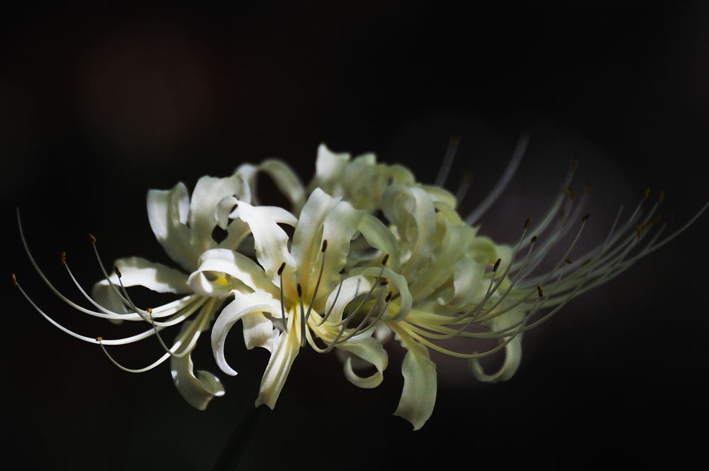 彼岸花（紅白）_d0148541_2184497.jpg