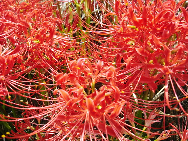 『陶華器展』9/19(土)～9/28(月) _e0093356_21244117.jpg