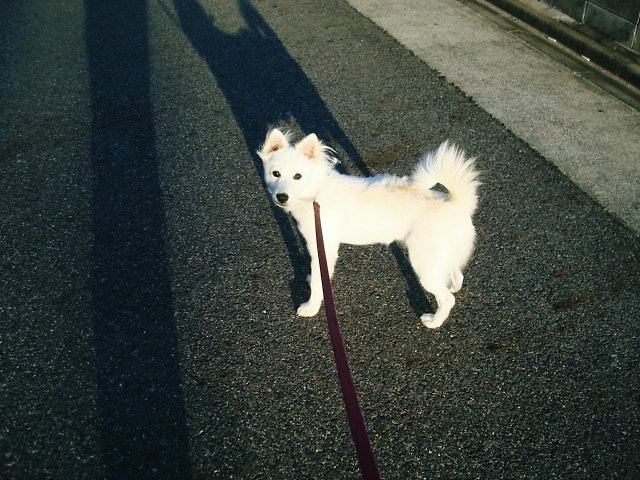 『陶華器展』9/19(土)～9/28(月) _e0093356_21253753.jpg