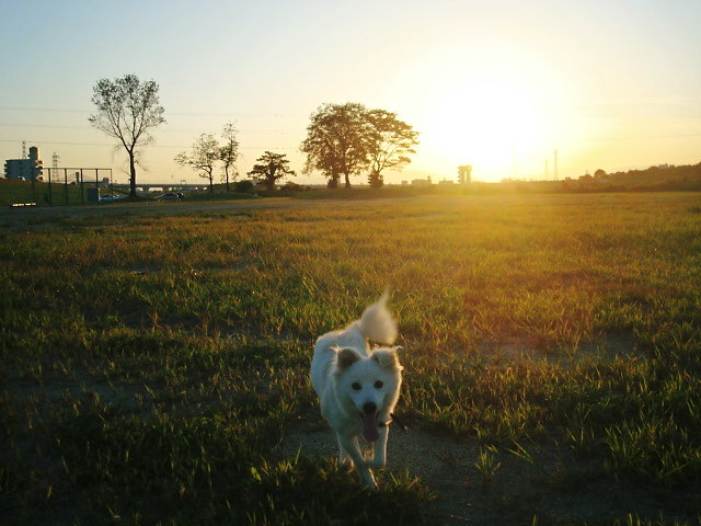 『陶華器展』9/19(土)～9/28(月) _e0093356_21261453.jpg