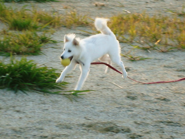 『陶華器展』9/19(土)～9/28(月) _e0093356_21265665.jpg