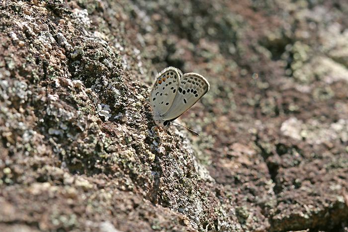 e0156157_1813924.jpg