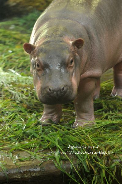 子カバ 動物園でお散歩 子カバ 動物園でお散歩