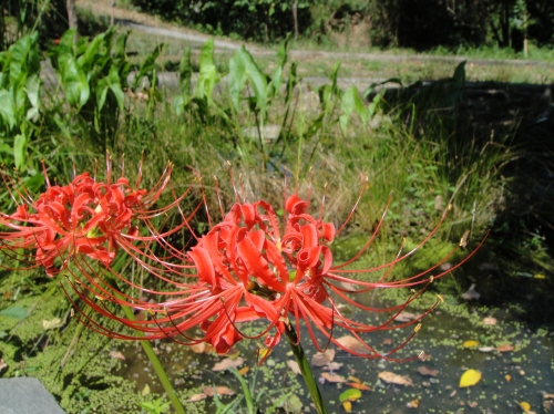 c0108460_15264841.jpg
