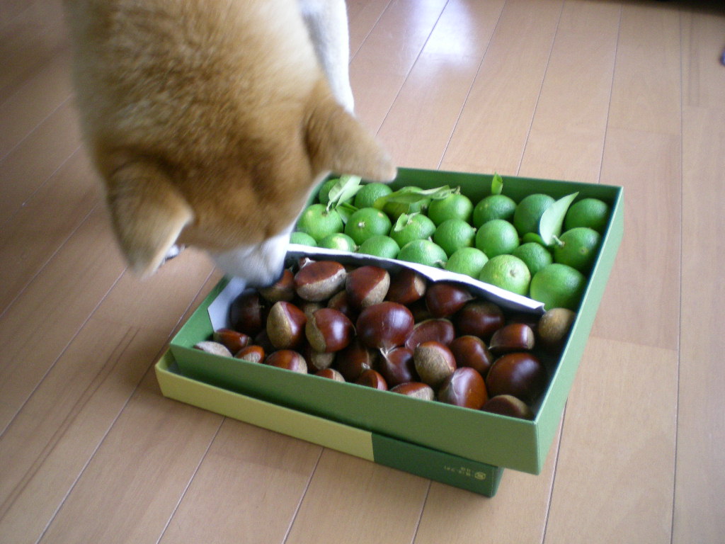 2009年9月20日(日)食欲の秋だもの!_f0060461_1372825.jpg