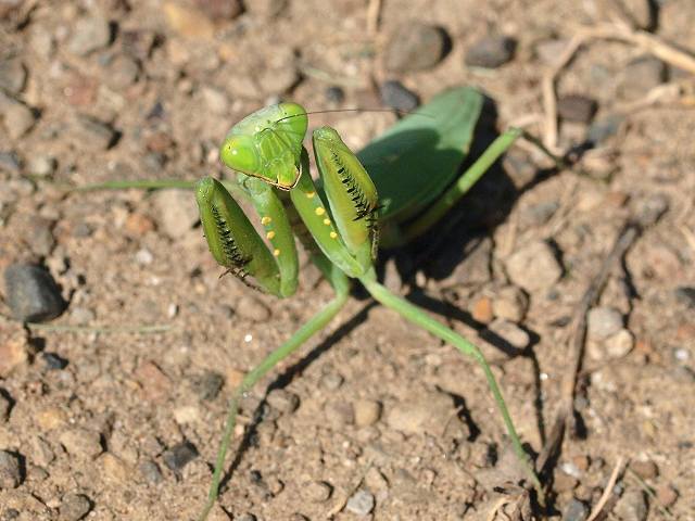 おもしろ虫の世界 みなみかぜ通信 おもしろ虫の世界 みなみかぜ通信