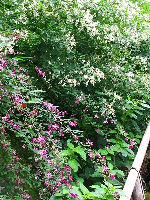 f0181394_15164245.jpg