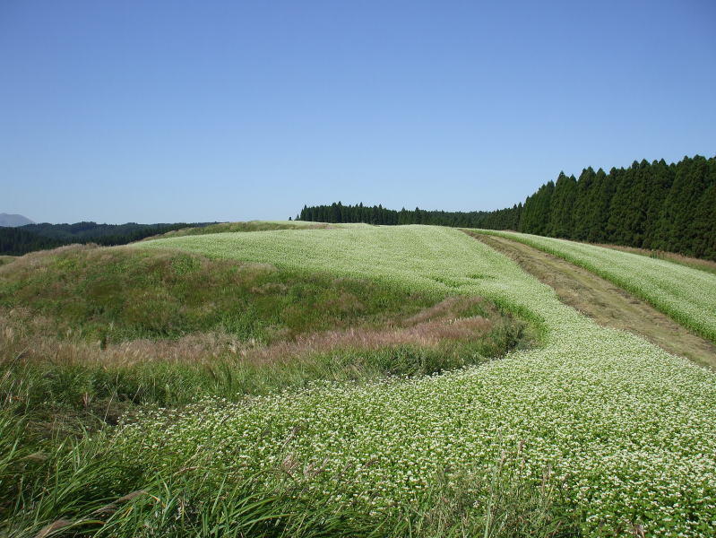 f0200594_2073640.jpg