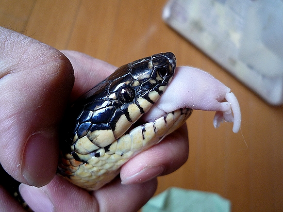 ヘビの強制給餌 咥えさせ 地獄の沙汰も俺次第