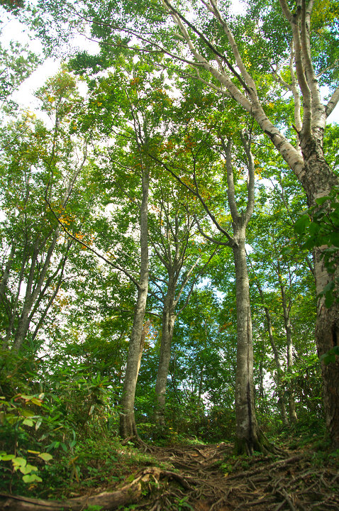 e0162105_11451115.jpg