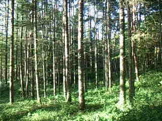 f0024708_540748.jpg