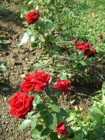 c0124619_20294589.jpg