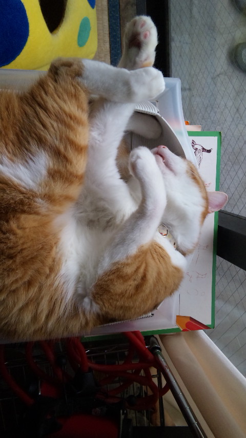 泣くな少年たち 猫 ときどき提琴 泣くな少年たち 猫 ときどき提琴