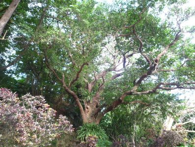 沖縄ひとり旅リターンズ②　～１１ヵ所目の世界遺産～_b0041442_2127724.jpg