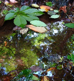 お山の秋、里の秋・・・三国峠から地蔵峠_d0005250_18531395.jpg