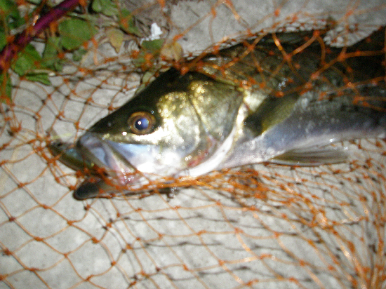 f0150151_77618.jpg
