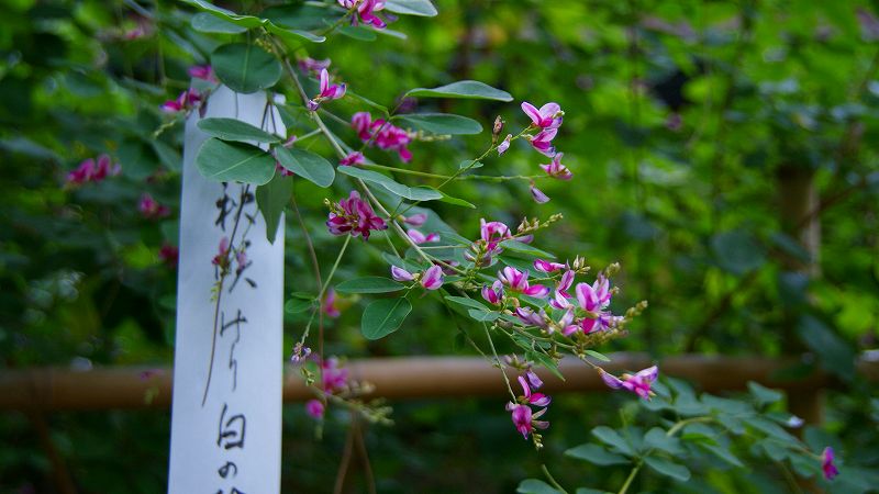 秋色探し （寺町染殿町 梨木神社 「萩まつり」 ） (2009年09月21日)_c0119555_21413086.jpg