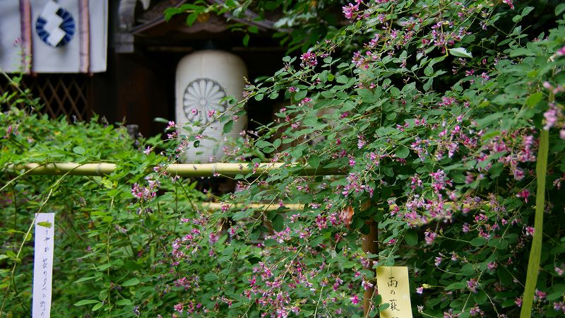 秋色探し （寺町染殿町 梨木神社 「萩まつり」 ） (2009年09月21日)_c0119555_21423427.jpg