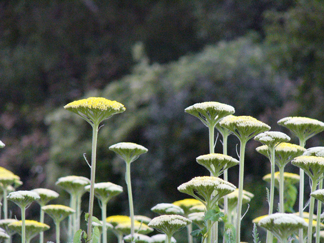 f0209058_1464666.gif