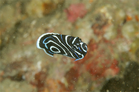 e0158261_6592598.jpg
