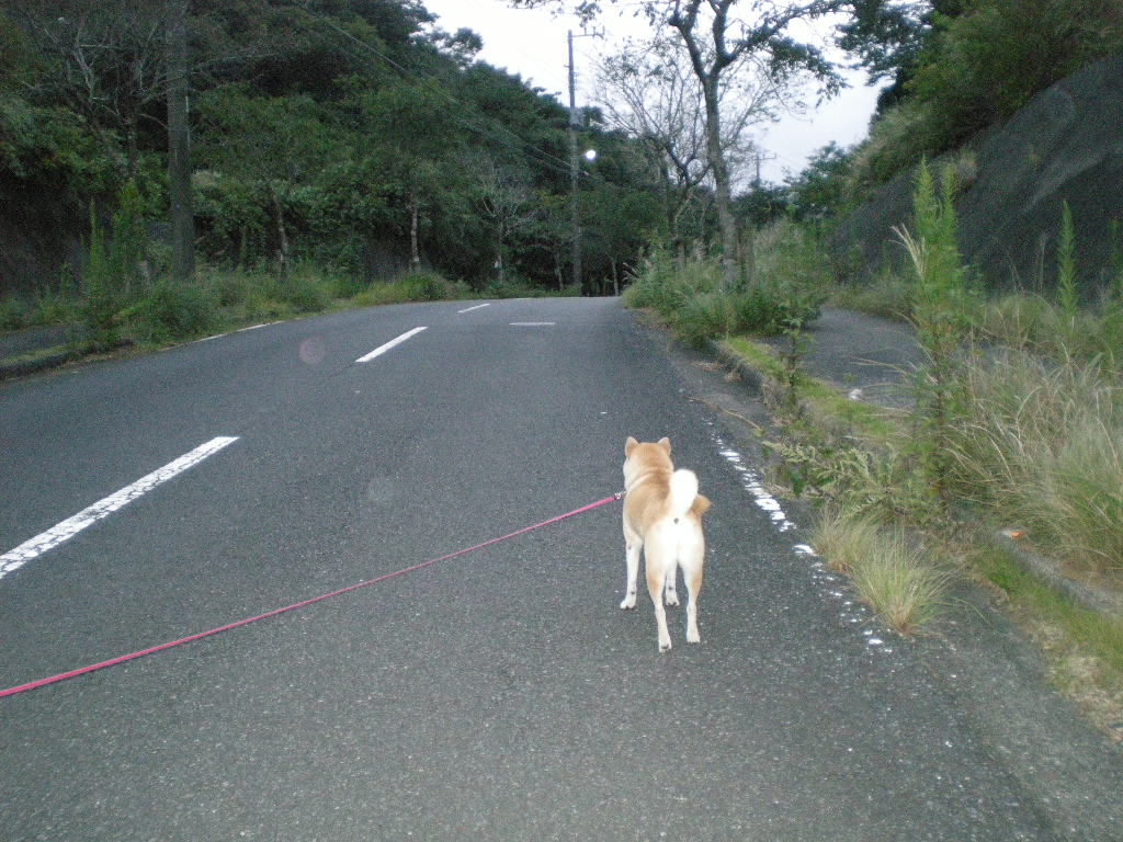 2009年9月21日(月)曼珠沙華と山里!_f0060461_15214395.jpg