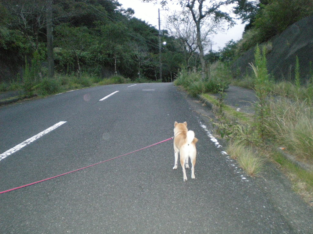 ２００９年９月２１日（月）曼珠沙華と山里！_f0060461_15214395.jpg