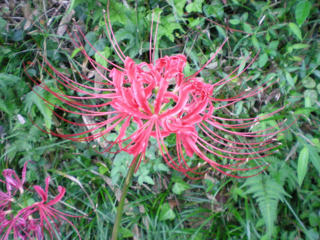 2009年9月21日(月)曼珠沙華と山里!_f0060461_1528129.jpg