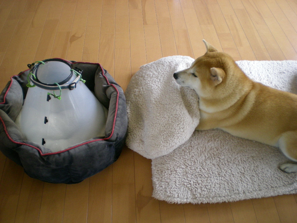 2009年9月21日(月)曼珠沙華と山里!_f0060461_15443852.jpg