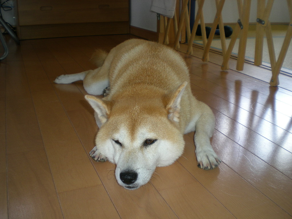 2009年9月21日(月)曼珠沙華と山里!_f0060461_1614144.jpg